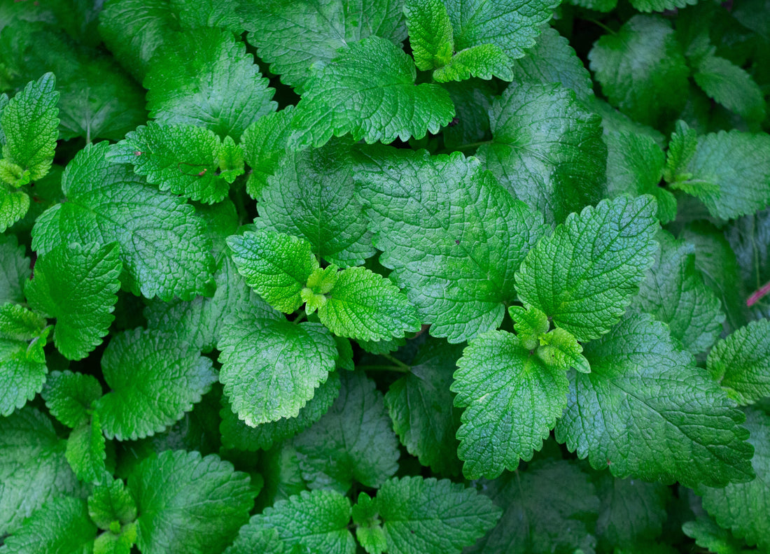 PEPPERMINT ESSENTIAL OIL